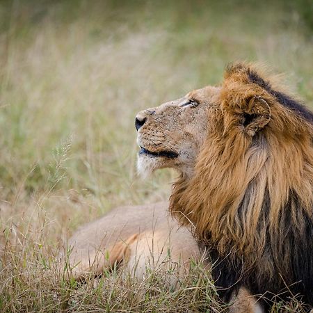 Serondella Safari Lodge Wildreservat Thornybush Exterior foto