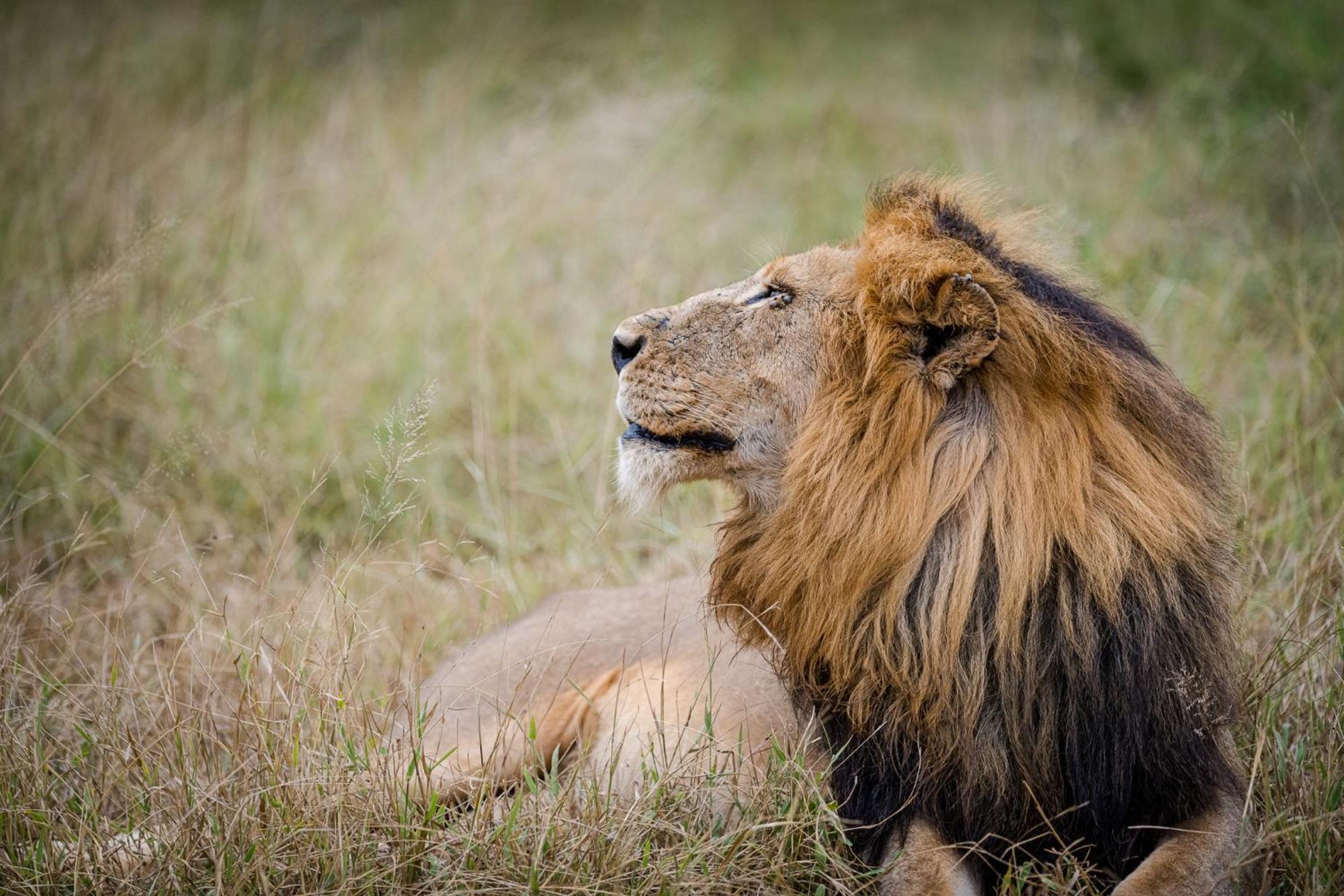 Serondella Safari Lodge Wildreservat Thornybush Exterior foto